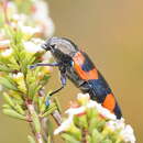 Image of Castiarina thomsoni (Saunders 1868)