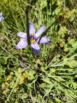 صورة Sisyrinchium septentrionale E. P. Bicknell