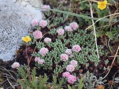 Image of Snake Range buckwheat