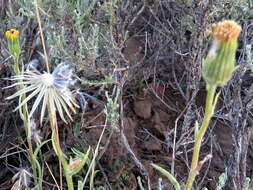 Слика од Senecio asperulus DC.