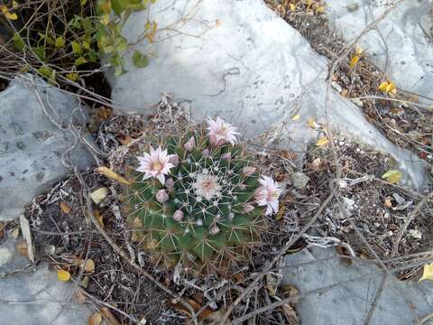 Image of Mammillaria melanocentra subsp. melanocentra