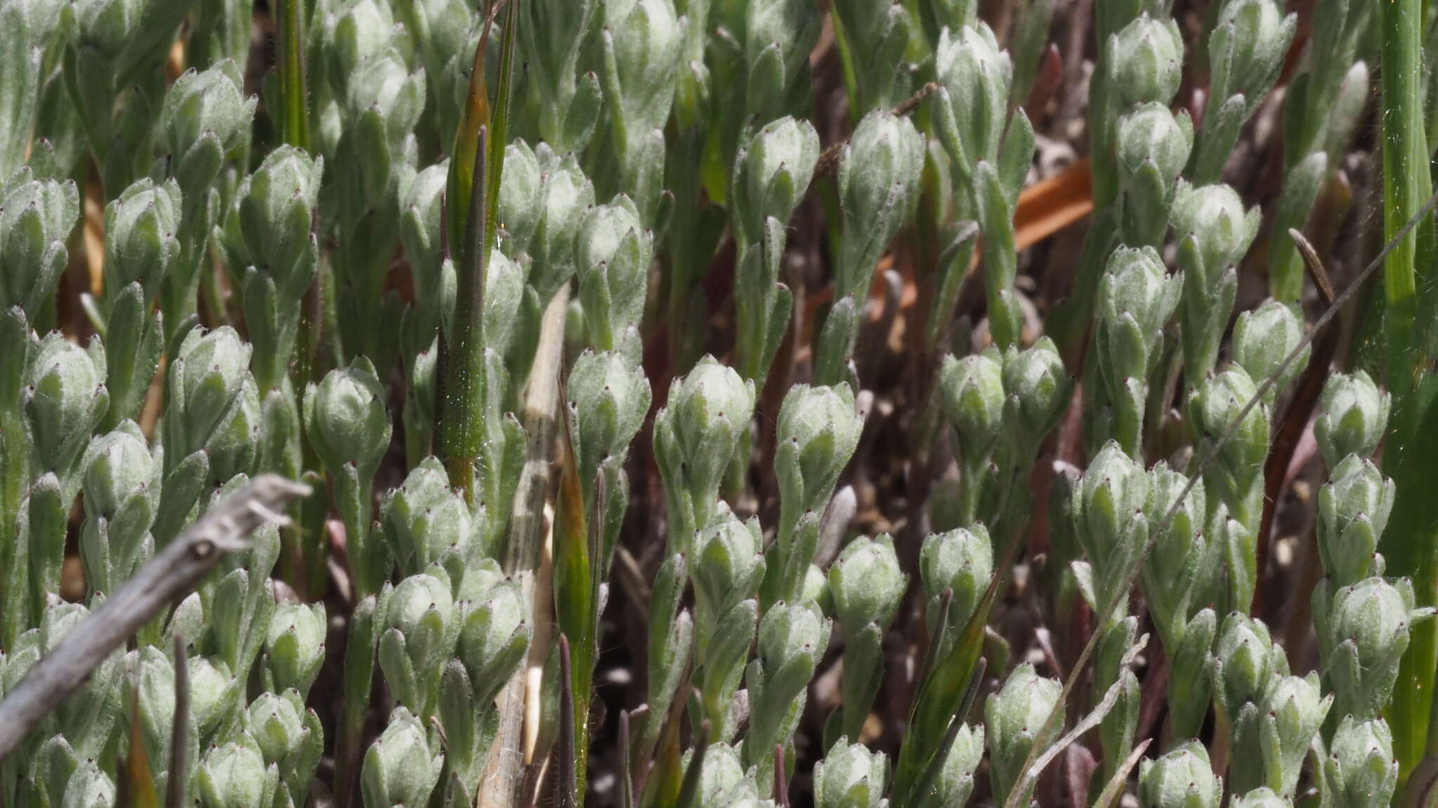 Image of <i>Micropus <i>californicus</i></i> var. californicus