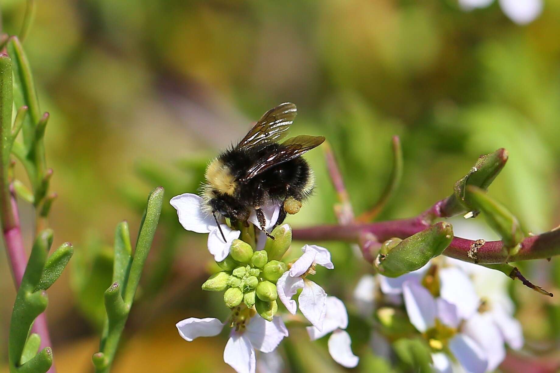 Image of Obscure Bumble Bee