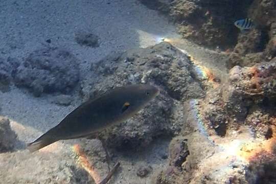 Image of Belted wrasse