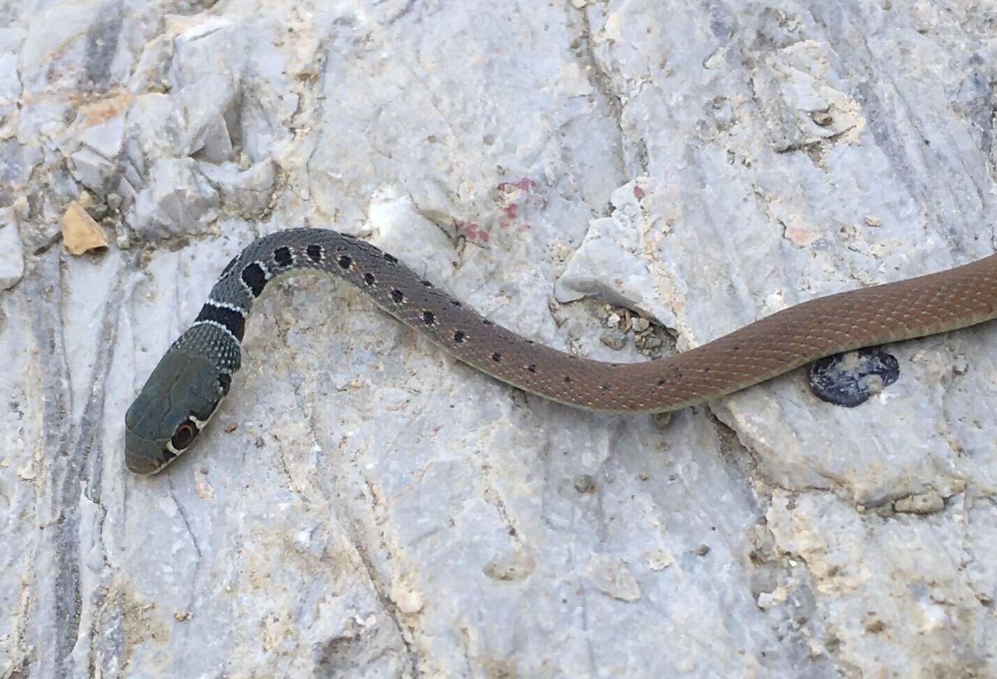 Image of Dahl's Whip Snake