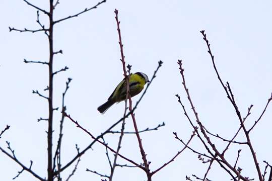 Image of Eurasian Blue Tit