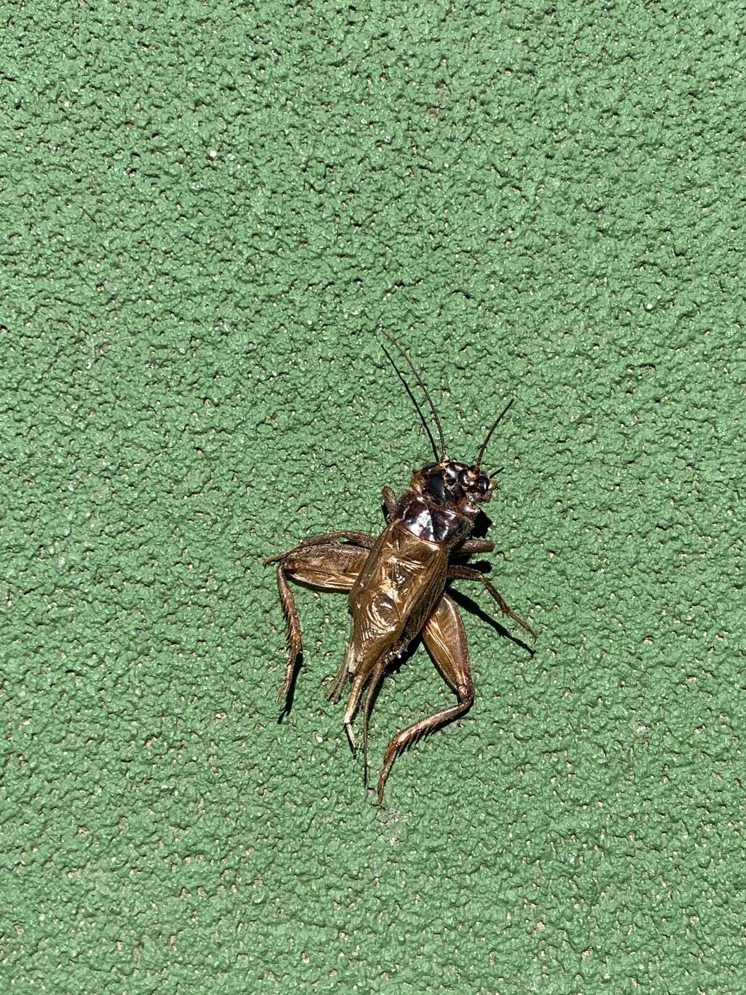 Image of Lone-chirp Field Cricket
