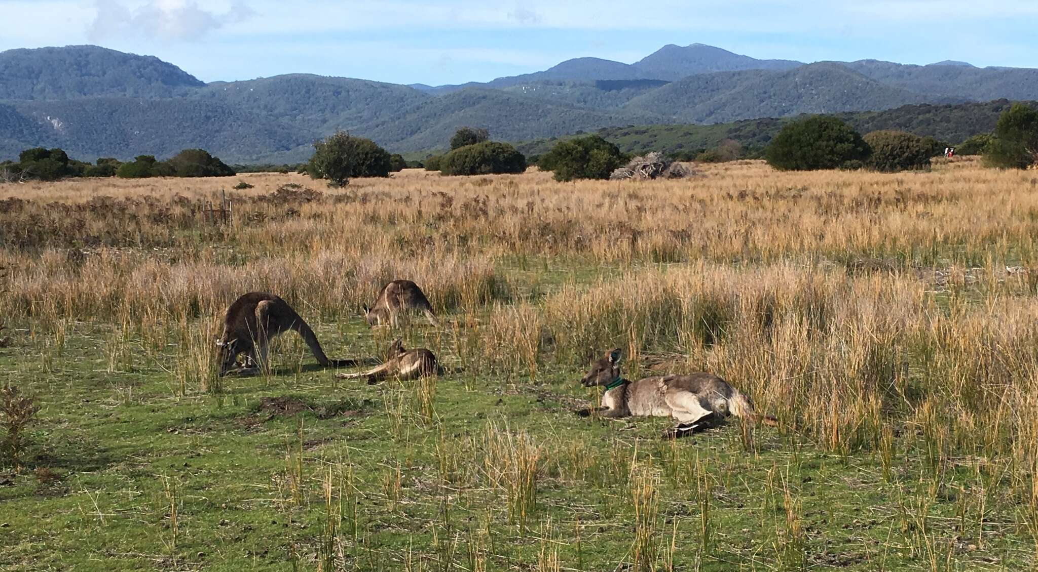 Image of kangaroo