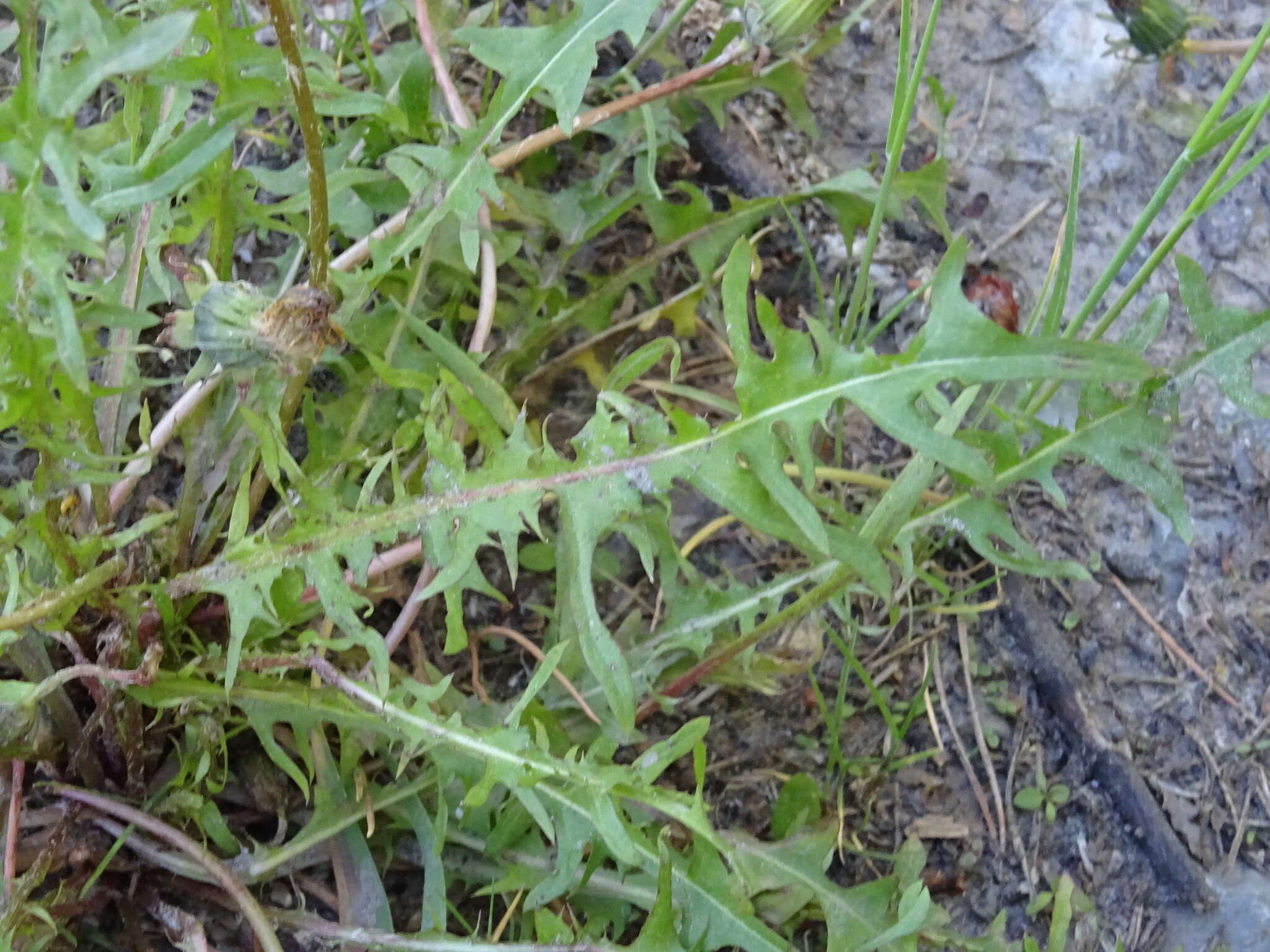 Image of Taraxacum scariosum (Tausch) Kirschner