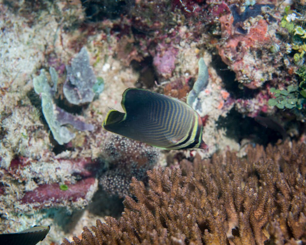 Image de Chaetodon baronessa Cuvier 1829