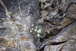 Image of Palander's draba