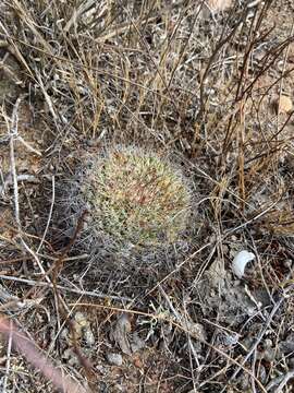 Image de Mammillaria brandegeei subsp. gabbii (J. M. Coult.) D. R. Hunt