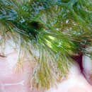 Image of Nitella pseudoflabellata