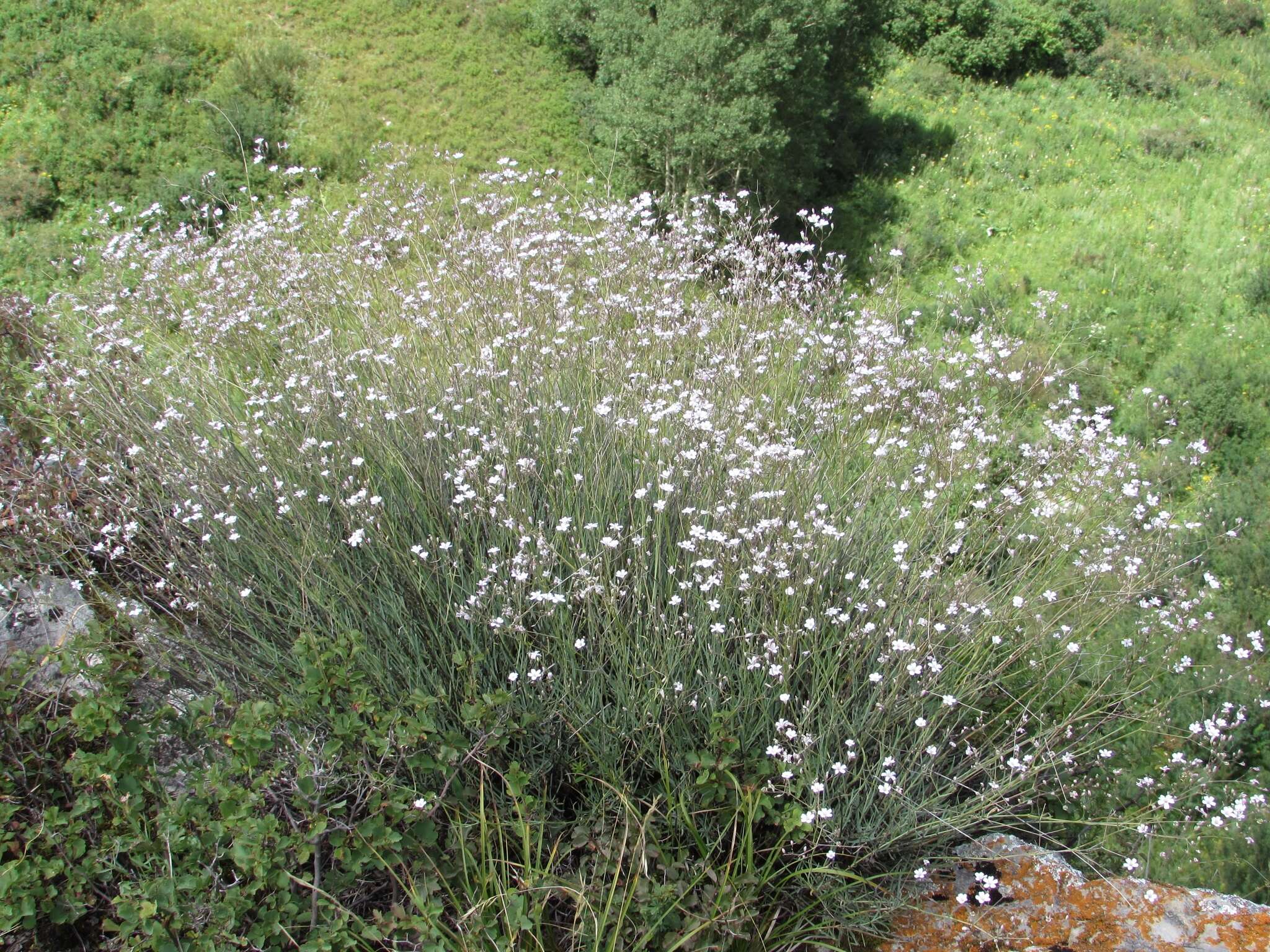 Image de Gypsophila patrinii Ser.