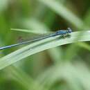 Image of Ceriagrion azureum (Selys 1891)