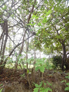 Image of Lippia bracteosa (M. Martens & Galeotti) Moldenke