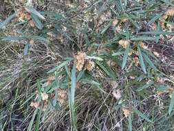 Image of Lasiopetalum ferrugineum Sm.