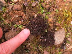 Image of Cetraria muricata (Ach.) Eckfeldt