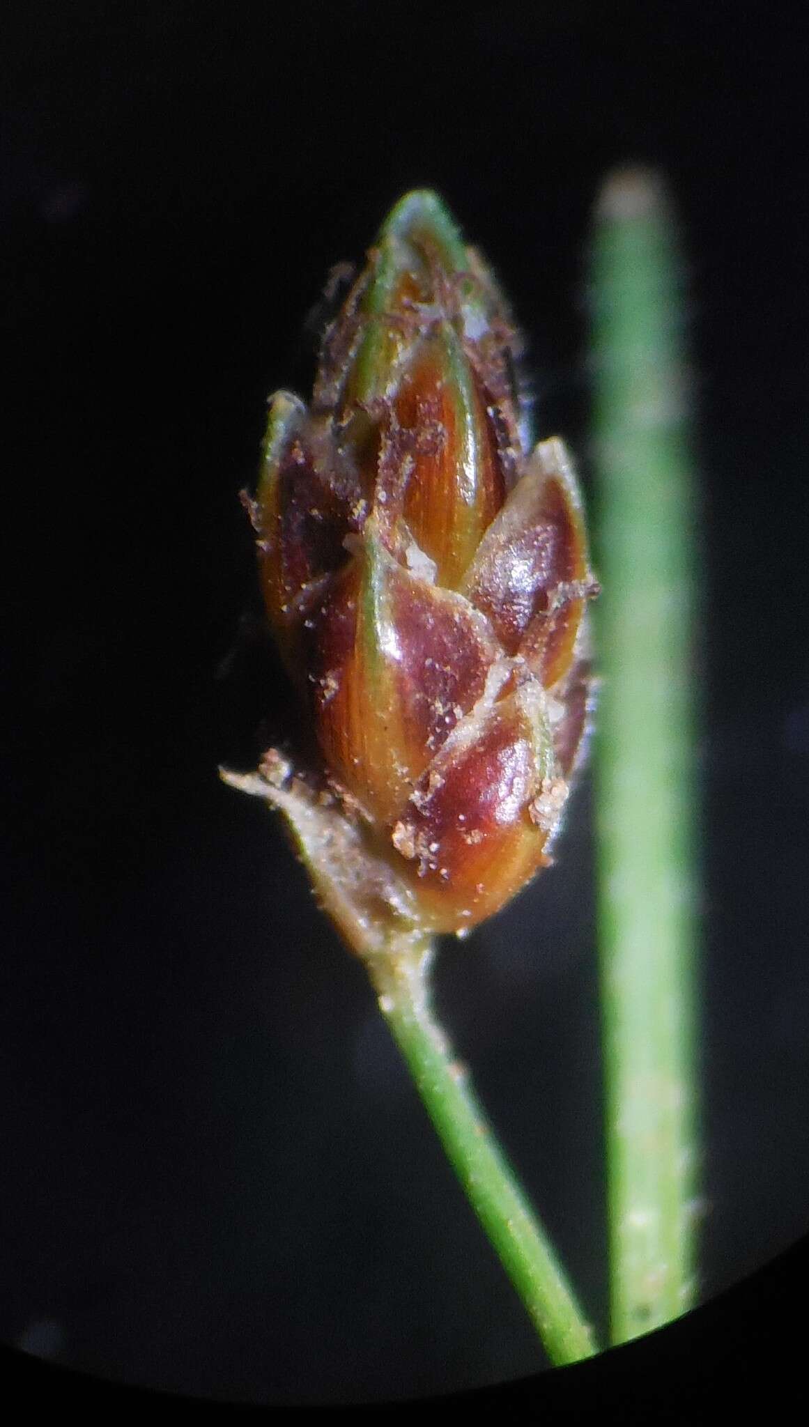 Sivun Fimbristylis dichotoma (L.) Vahl kuva