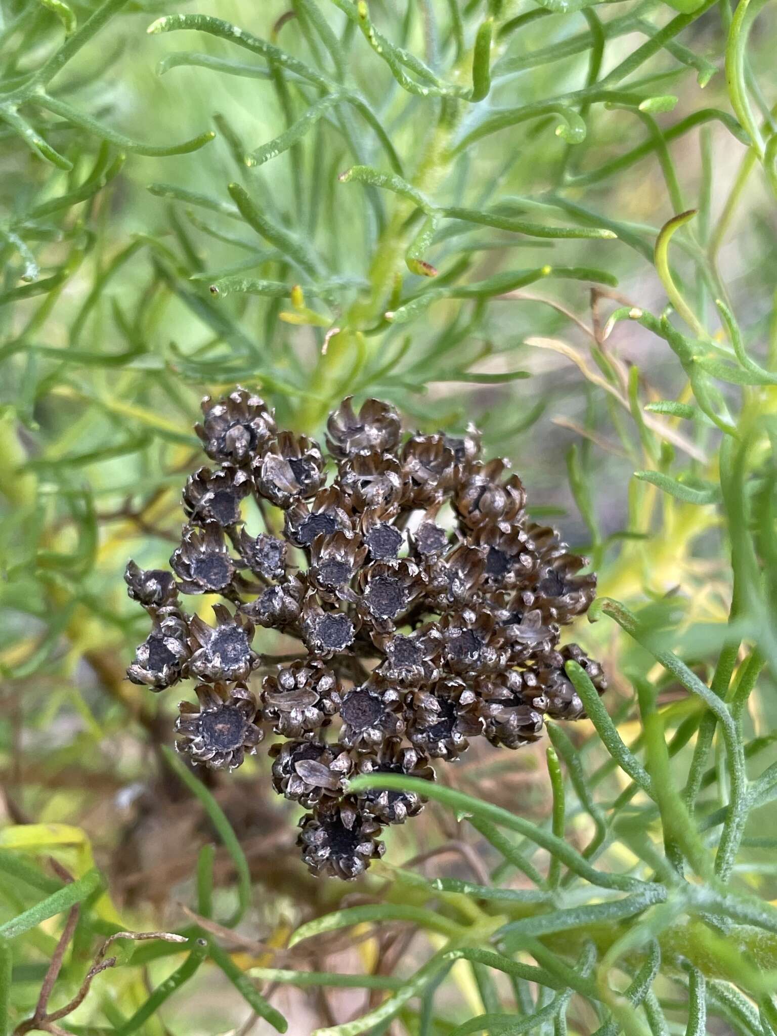 Слика од Athanasia crithmifolia subsp. crithmifolia