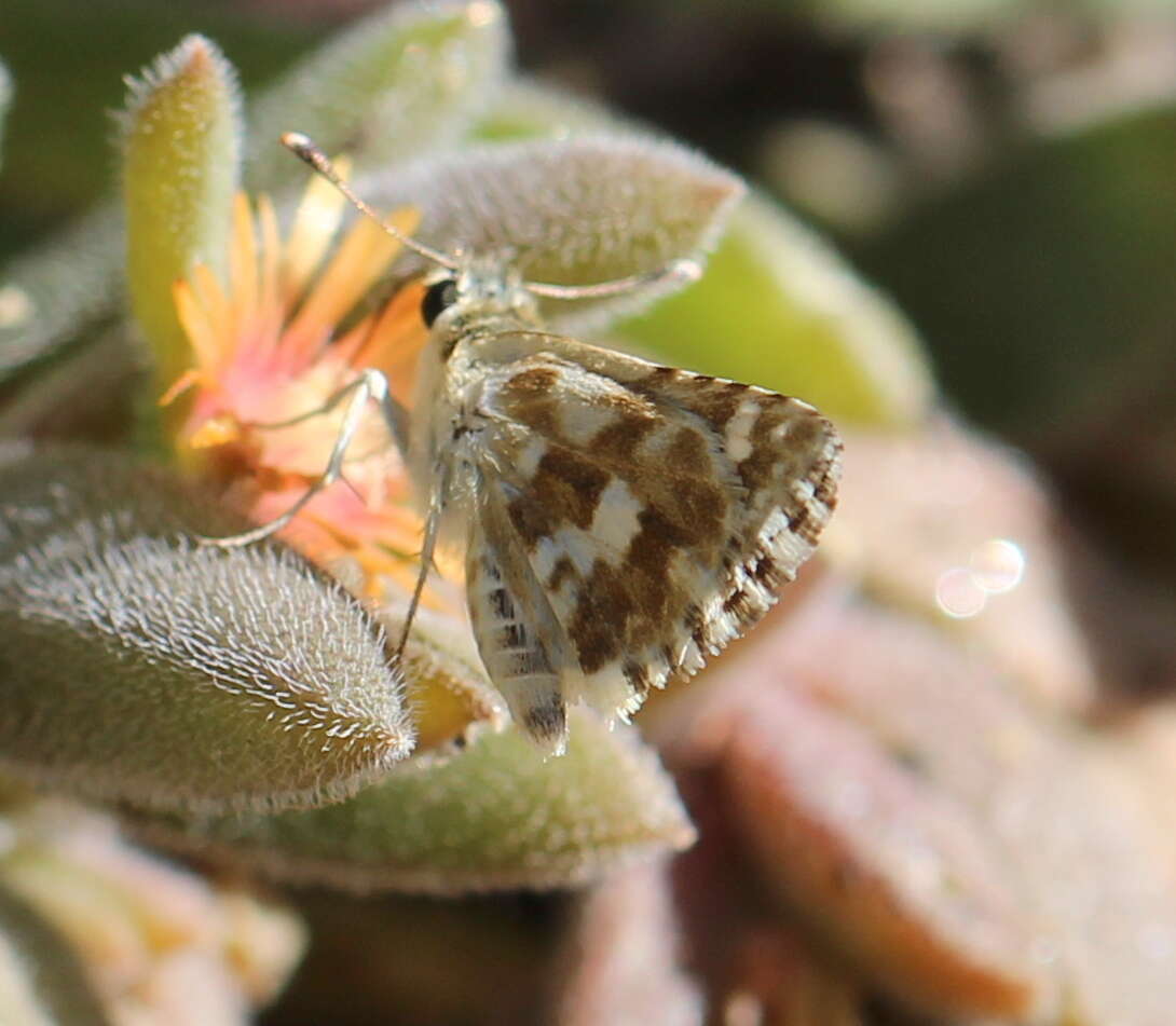 Image of Spialia spio Linnaeus 1764