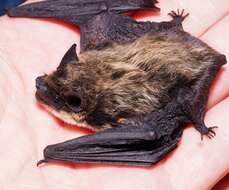 Image of Savi's Pipistrelle