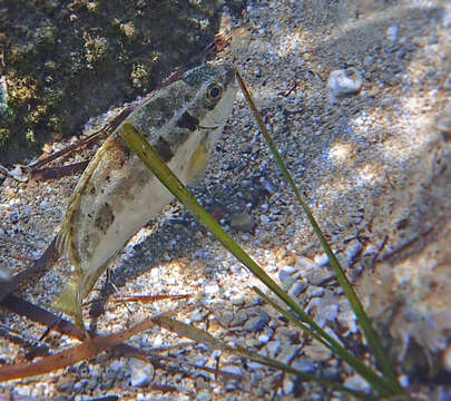 Image of Dusky spinefoot