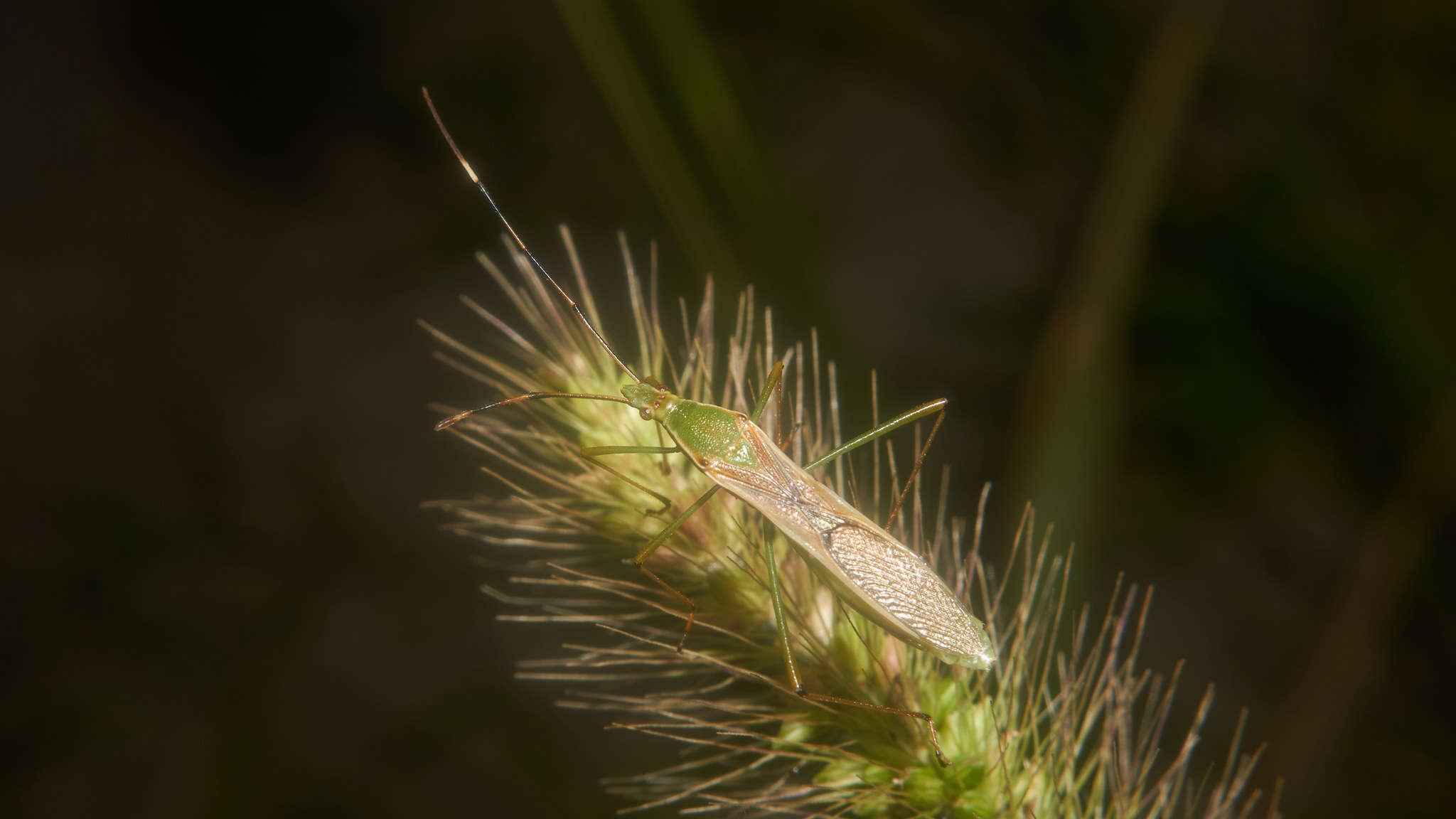 Imagem de Leptocorisa chinensis Dallas 1852