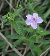 Image of Geranium krameri Franch. & Sav.