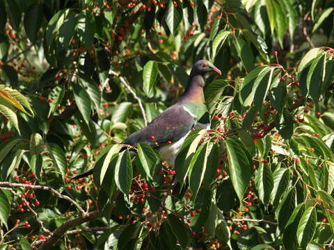 Image of Kererū