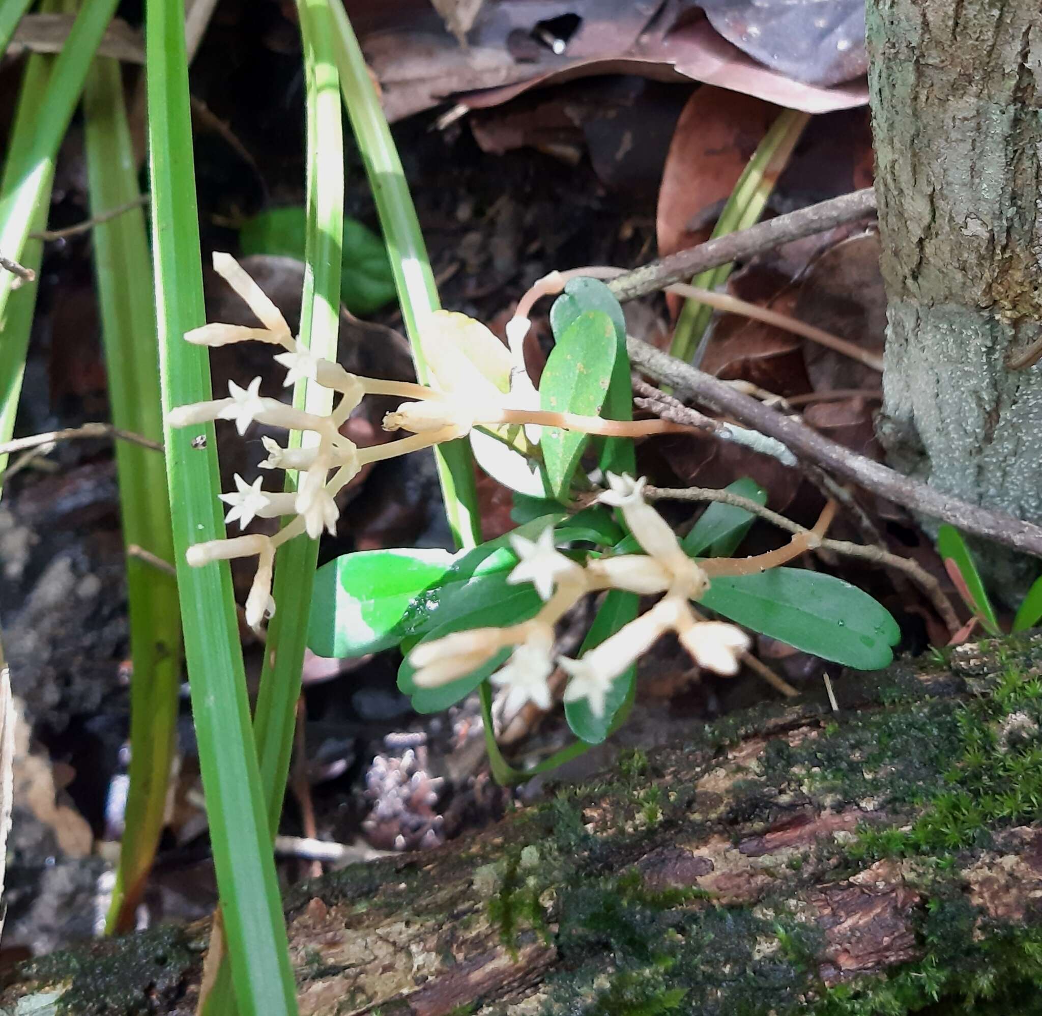 Image of parasitic ghostplant