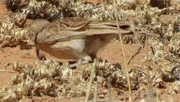 Imagem de Chersomanes albofasciata kalahariae (Ogilvie-Grant 1912)