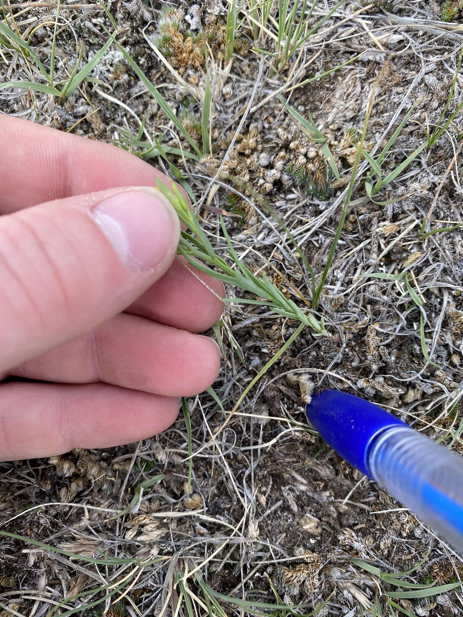 Image of Wyoming flax