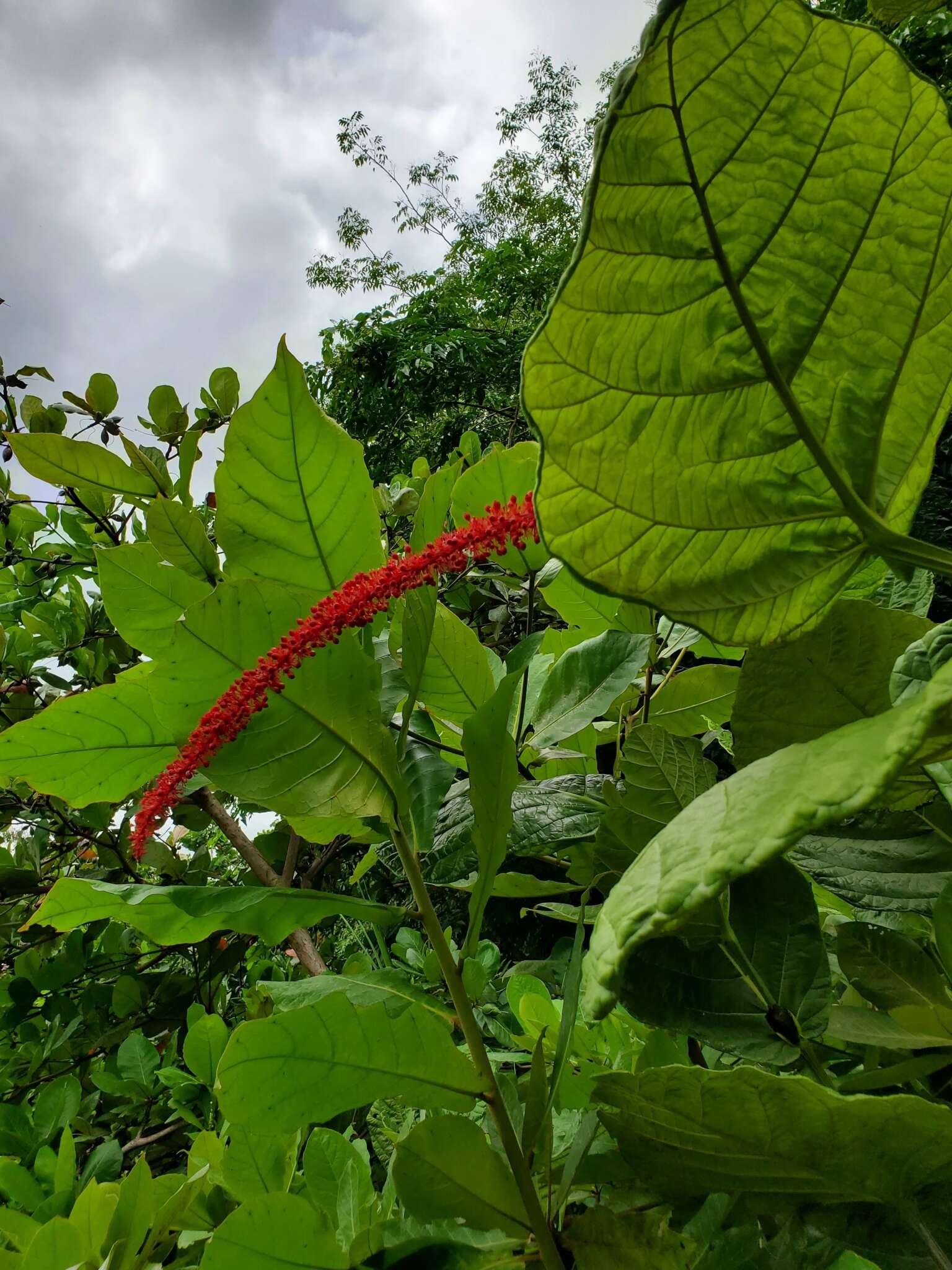 Coccoloba rugosa Desf. resmi