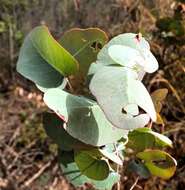 Image of Eucalyptus melanophloia subsp. melanophloia