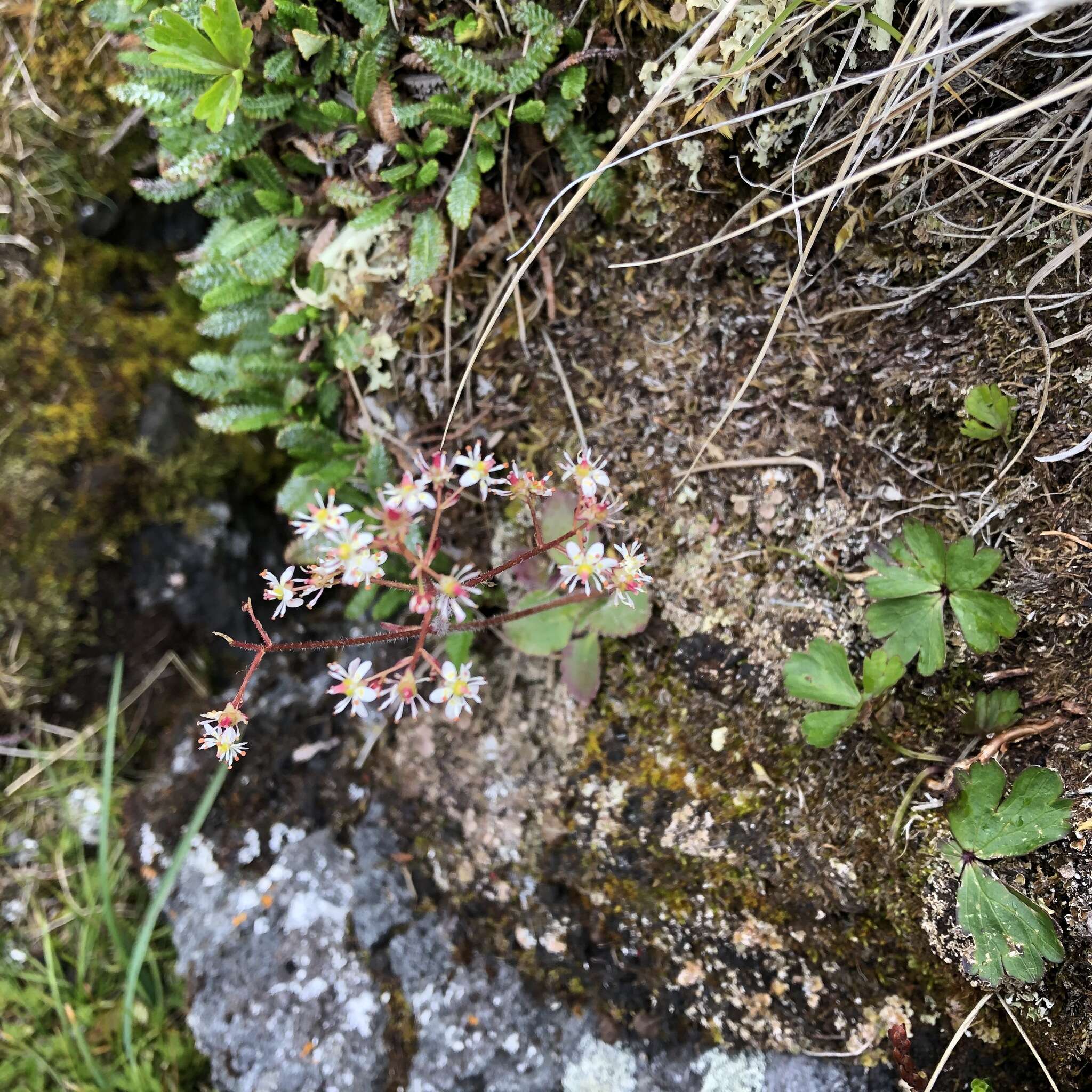 Plancia ëd Micranthes reflexa (Hook.) Small