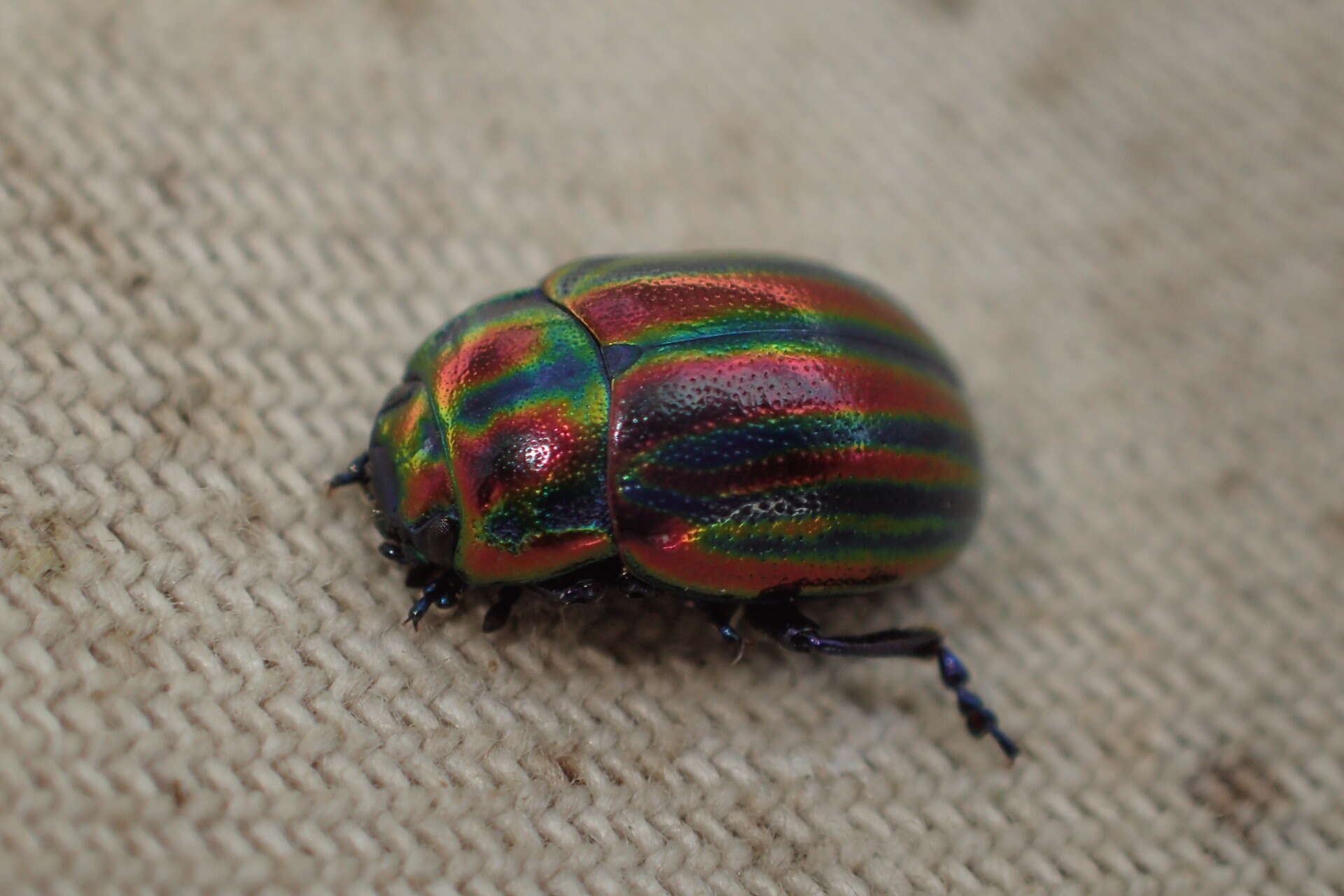 Image of Chrysolina cerealis (Linnaeus 1767)