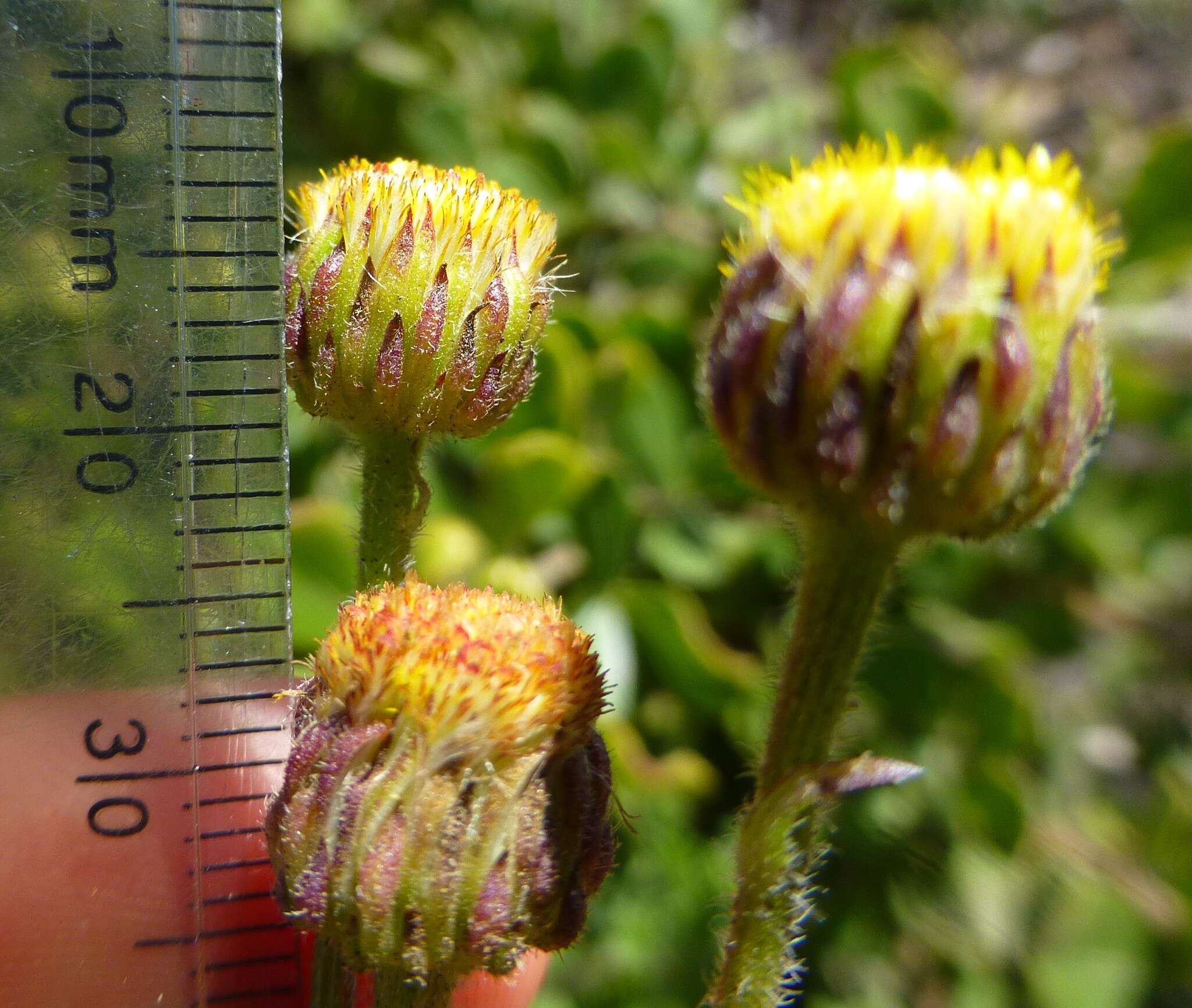 Image of Nidorella pinnatifida (Thunb.) J. C. Manning & Goldblatt