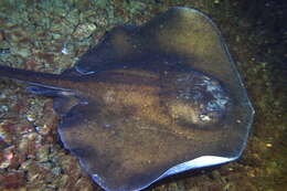 Image of round fantail stingray