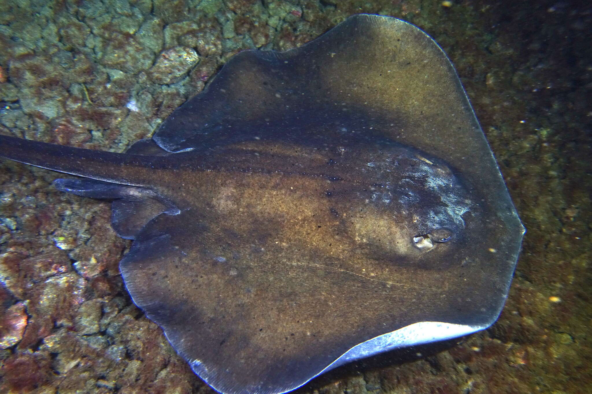 Image of round fantail stingray