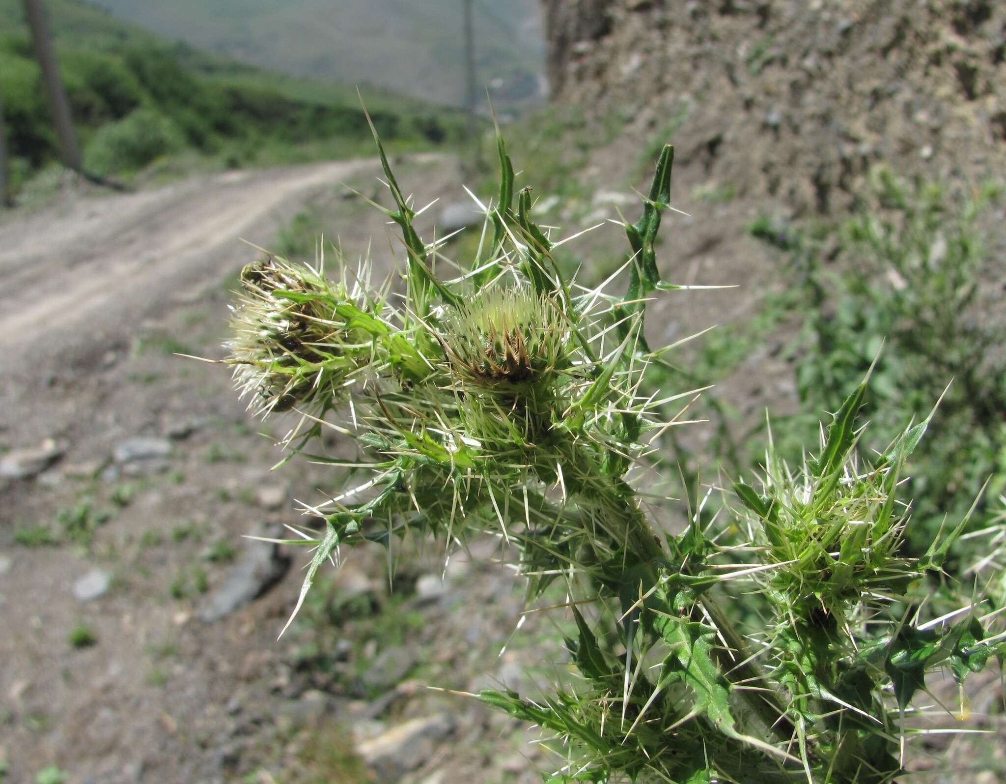 Image of Cirsium echinus (M. Bieb.) Hand.-Mazz.