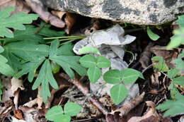 Imagem de Amphicarpaea bracteata subsp. edgeworthii (Benth.) H. Ohashi