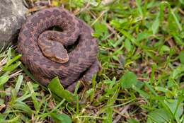 Image of Caucasian (Caucasus) Viper