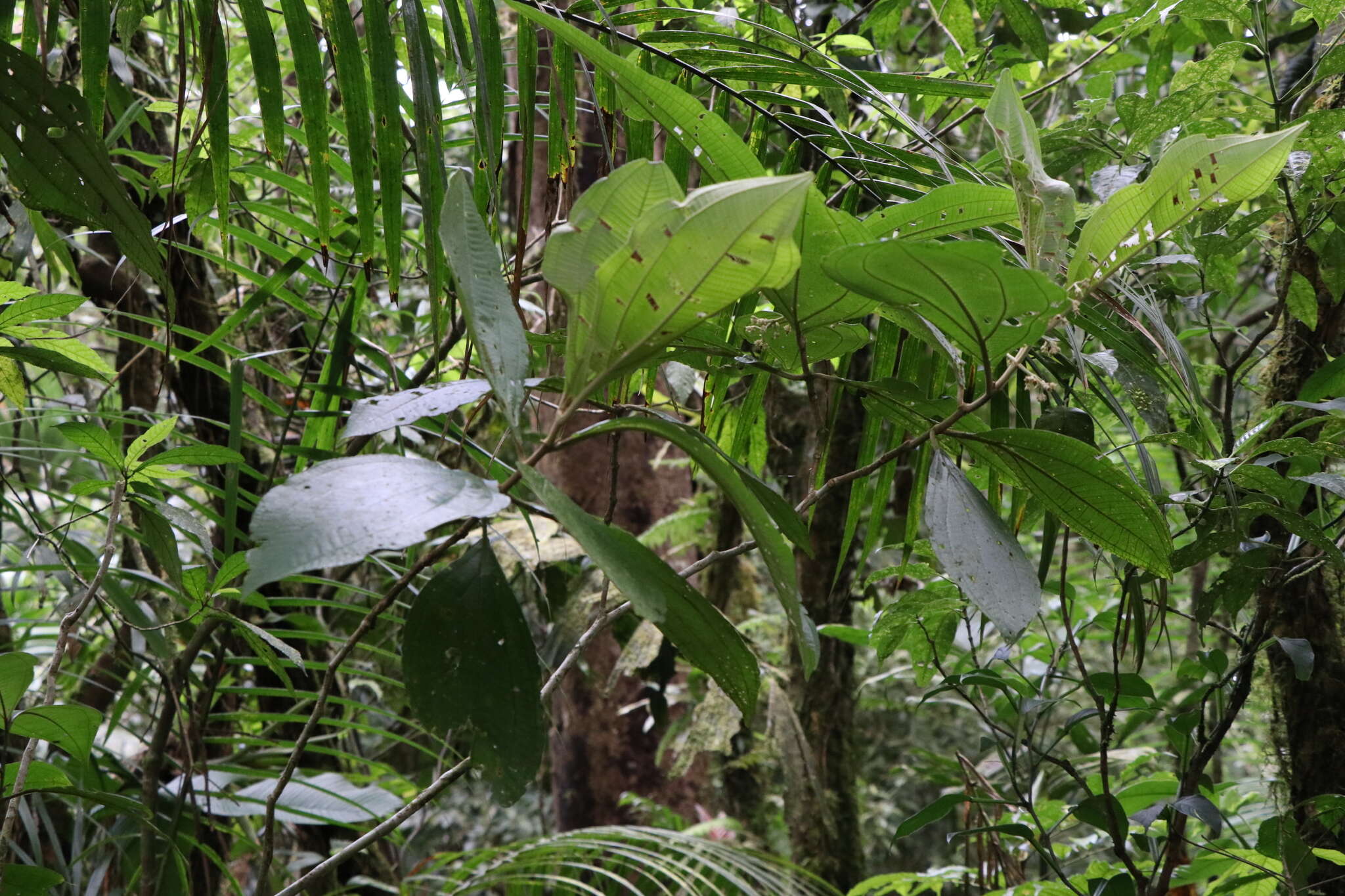 Image de Miconia albertobrenesii Gamba & Almeda