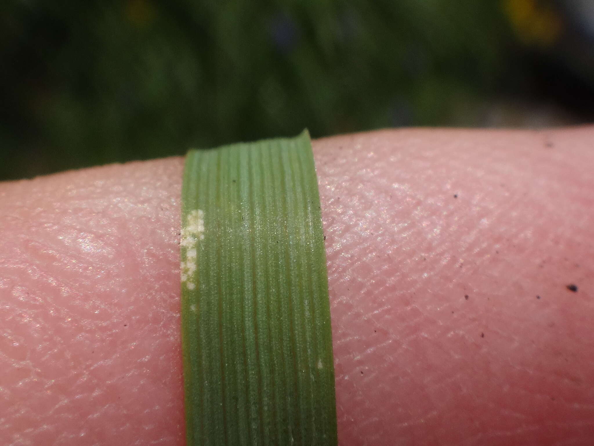 Plancia ëd Festuca pulchella Schrad.