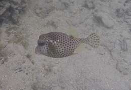 Image of Spotted Trunkfish