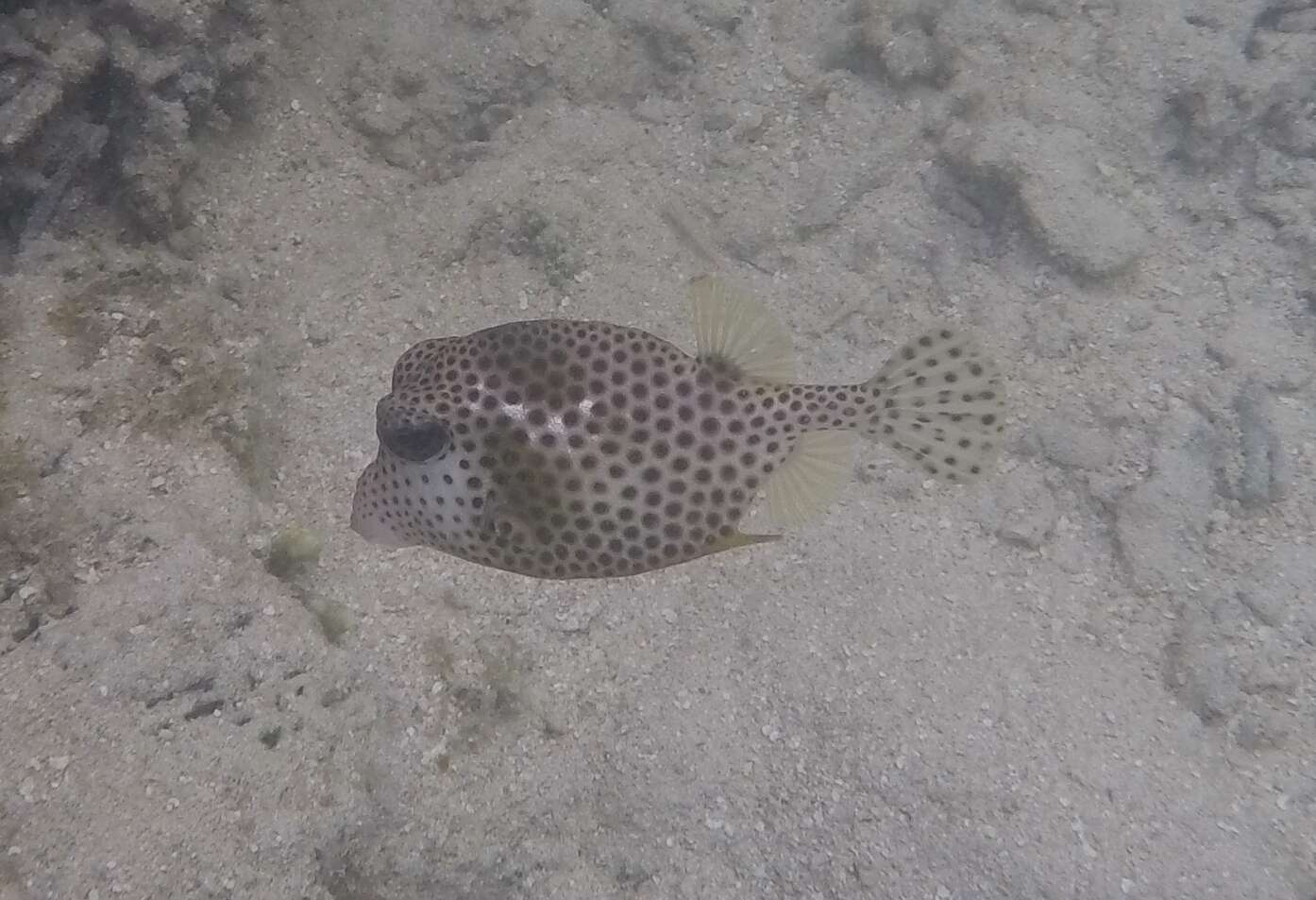 Image of Spotted Trunkfish