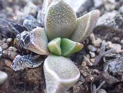 Image of Rhombophyllum rhomboideum (Salm-Dyck) Schwant.