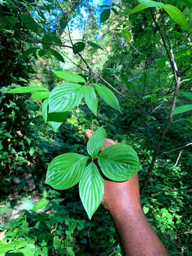 Image of blackfruit dogwood