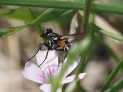 Image of Cylindromyia pusilla (Meigen 1824)